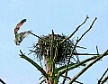 _MG_2049 osprey landing.jpg