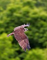 _MG_3041 osprey on the wing 8x11.jpg