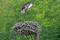 _MG_3165 osprey landing.jpg