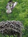 _MG_3168 osprey landing on nest.jpg