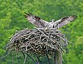 _MG_3189 osprey landing with wings spread 8x11.jpg