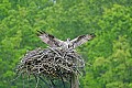 _MG_3189 osprey landing with wings spread.jpg