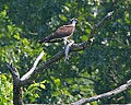 _MG_4412 osprey with fish.jpg