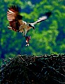 _MG_4449 Osprey landing with fish CMYK.jpg