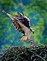 _MG_4451 Osprey landing with fish CMYK.jpg