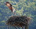 _MG_4524 osprey bringing fish.jpg