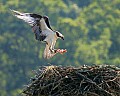 _MG_4606 osprey bringing fish.jpg