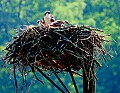 _MG_4636 osprey with two chicks CMYK.jpg