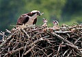 _MG_4900 osprey feeding two chicks.psd