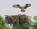 _MG_7001 osprey landing with fish.jpg