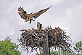 _MG_7295 osprey and three chicks.jpg