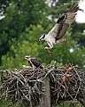 _MG_7427 osprey and three chicks.jpg