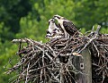 _MG_7437 mother and three chicks.jpg