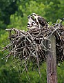 _MG_7438 osprey and three chicks.jpg