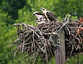 _MG_7441 osprey and three chicks.jpg