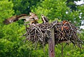 _MG_7469 parent leaving nest with fish 13x19 retouched.jpg