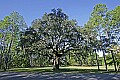 _MG_8828 red pine, live oak and spanish moss.jpg