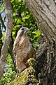 _MG_1337 red-shouldered hawk.jpg