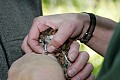 _MG_1363 trimming screech owl beak with dremmel.jpg