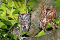 _MG_1502 screech owls.jpg