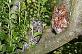 _MG_1508 screech owls.jpg