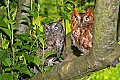 _MG_1519 screech owl in apple tree.jpg