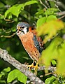 _MG_2823 apex--american kestral.jpg