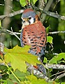 _MG_2882 american kestrel.jpg