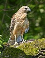 _MG_3050 red-shouldered hawk.jpg