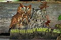 _MG_3151 screech owls.jpg