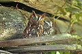 _MG_3184 screech owls.jpg