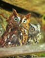 _MG_3186 screech owls.jpg