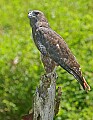 _MG_3194 harlan-red-tailed hawk.jpg