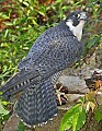 _MG_3301 peregrine falcon.jpg