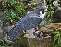 _MG_3455 peregrine falcon.jpg