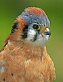 _MG_3756 peregrine falcon.jpg