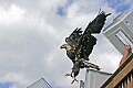 _MG_3773 bald eagle release.jpg