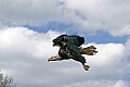 _MG_3776 bald eagle released.jpg