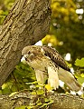 DSC_0466 hawk v t.jpg