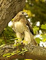 DSC_0469 hawk t.jpg