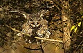 DSC_2766 long eared owl.jpg