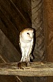 DSC_2794 barn owl with chipmunk.jpg