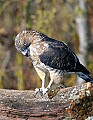 DSC_2798 broad winged hawk with chipmunk.jpg