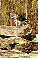 DSC_2800 broad winged hawk.jpg