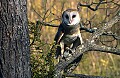 DSC_2826 barn owl (dark phase).jpg