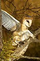 DSC_2840 barn owl.jpg