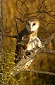 DSC_2842 barn owl (dark phase).jpg