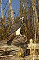 DSC_2877 Harlan Phase--Red-Tailed Hawk.jpg