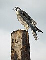 DSC_3332 peregrin falcon 11x14.jpg