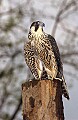 DSC_3353 Peregrine Falcon 8x11.jpg